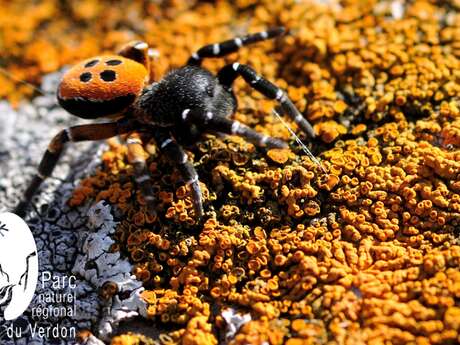 Les araignées, entre fils et soies