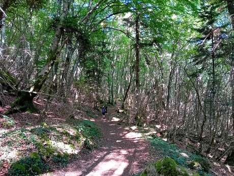 Découverte du monde mystérieux des champignons et des lichens I Rendez-vous Nature en Savoie
