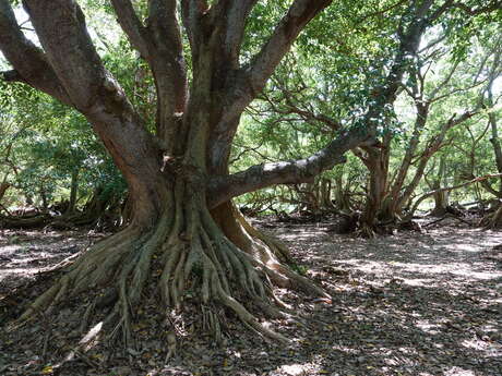 Forêt sèche de Deva