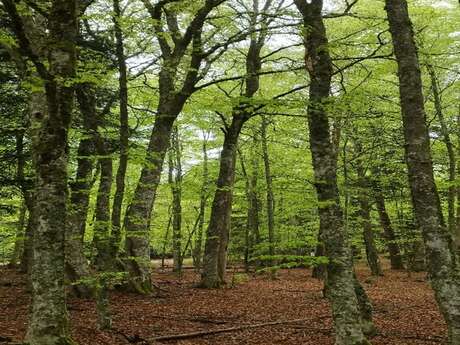 Forêt de la Croix de l’homme mort