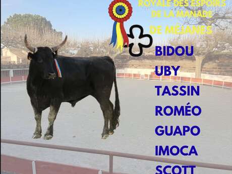 Course camarguaise - Royale des Espoirs