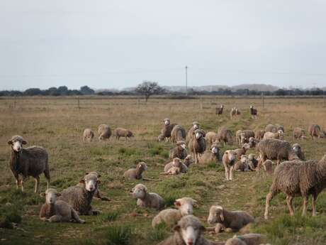 Le pastoralisme dans les Alpilles, l'exemple de la Crau humide