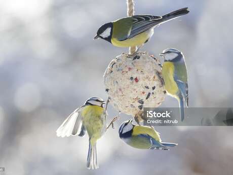 Bird seed ball workshop for the Christmas tree