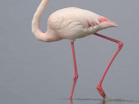 Stage de découverte ornithologique