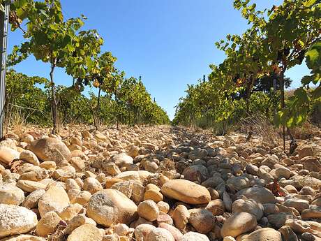 Domaine Le Jas des Papes