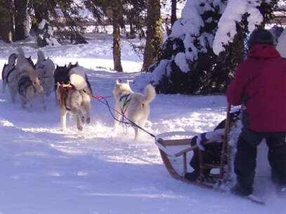 Dubost Nature - Chiens de traineau