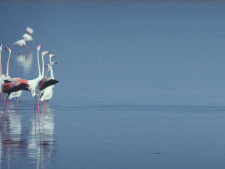Le label RAMSAR et les zones humides : historique et perspectives
