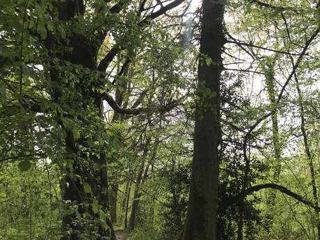 Ronde des arbres