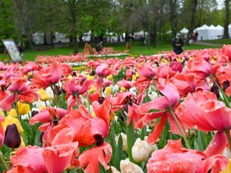 Fête des Tulipes