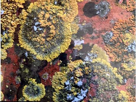 Exposition de Lichen par Duncan