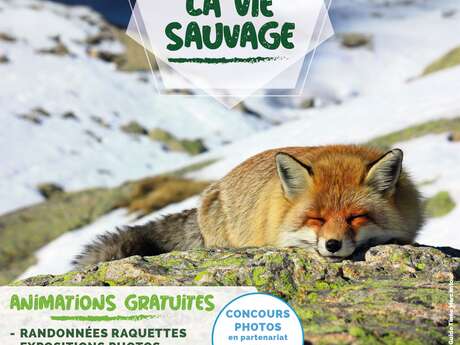 Isola et la vie sauvage