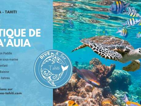 Dive and Sea Tahiti - Whale watching tours