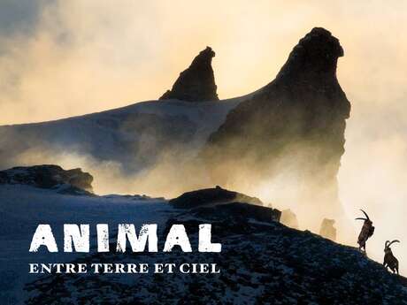 Projection film ANIMAL en présence de Veronique LAPIED