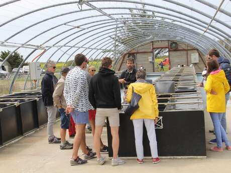 Guided tour of the aquaculture farm and oyster tasting by the Ferme des Baleines