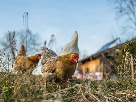 la ferme de marie