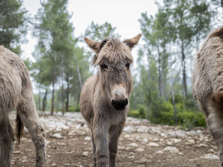 #RDVduParc • Balade au milieu des ânes