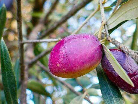 Concours photo - 2e session : Abondance de Fruits