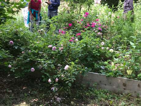 Découverte de jardins en agroforesterie et séjours immersifs