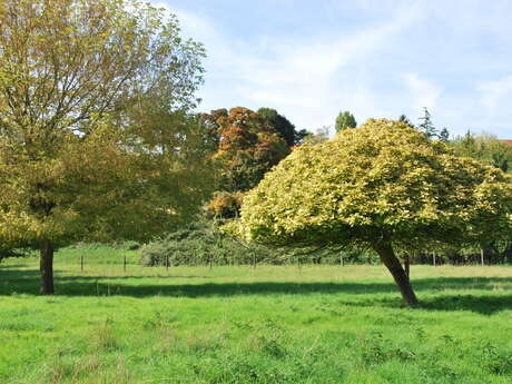 Prairie communale du Mesnil