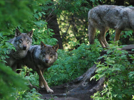 Parc Alpha, les Loups du Mercantour