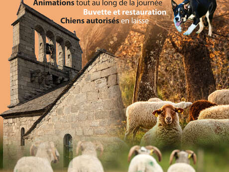 Concours national de chiens de bergers sur brebis