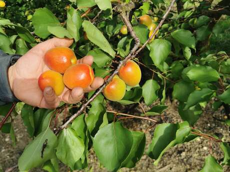 Lonjou Fruits