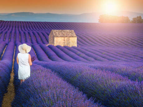 Excursion : Sunset lavender tour - BJ7