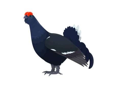 Atelier créatif "des oiseaux de montagnes"