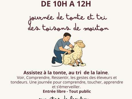 Tonte et tri de la laine