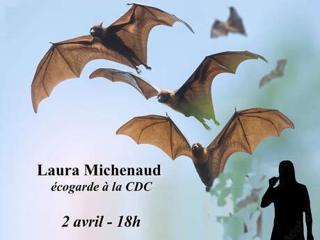 Causerie rétaise - Discovering bats