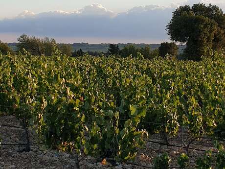 Domaine Font de Courtedune