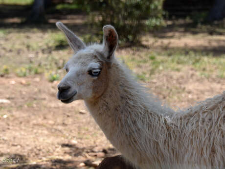 Le Parc Animalier de Ginasservis