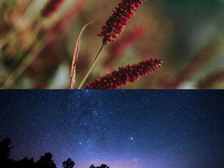 Sortie Botanique & Soirée Astronomie