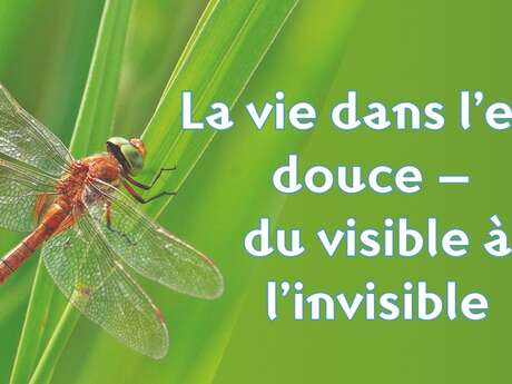 La vie dans l’eau douce – du visible à l’invisible