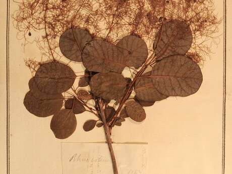 Herbiers scientifiques