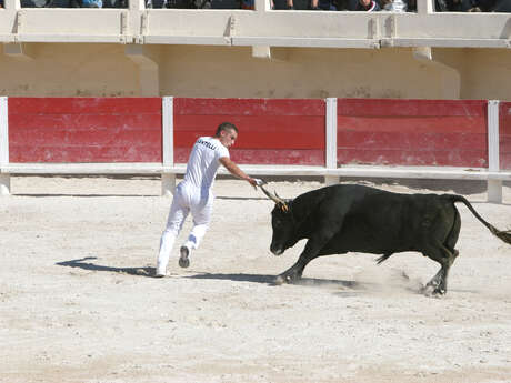 Course Camarguaise avec une école Taurine (Sous réserve)