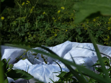 Exposition «Sub Rosa»