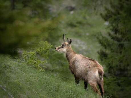 Fototentoonstelling "Animalpes" van Lubin GODIN