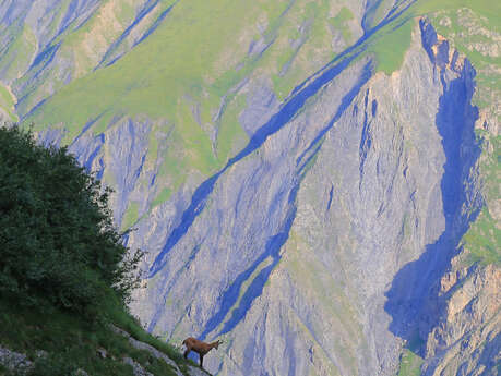 Observation des Chamois - Randos Champsaur