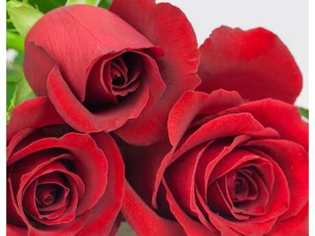 Gaec Azur Roses producteurs