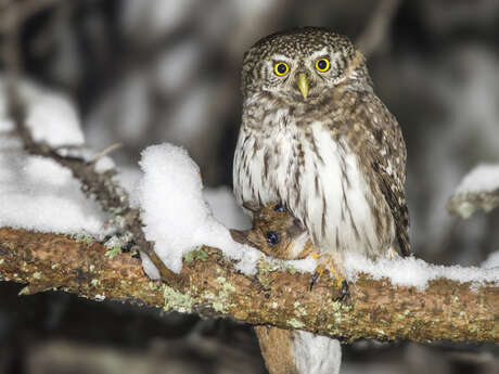 Sortie LPO - Observation des oiseaux nocturnes Sortie LPO - Observation des oiseaux nocturnes