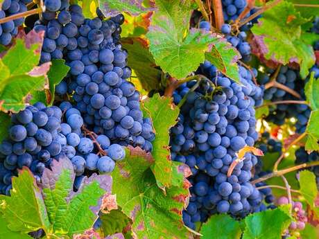 Sentiers AOC et biodiversité Châteauneuf-du-Pape