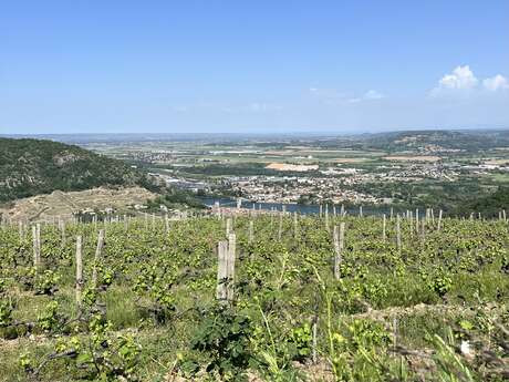 Randonnée gastronomique à travers les vignes