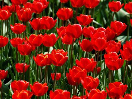 Soirées musicales au Domaine Martin de Grangeneuve