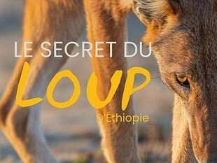 Cinéma: Le secret du loup d'Ethiopie