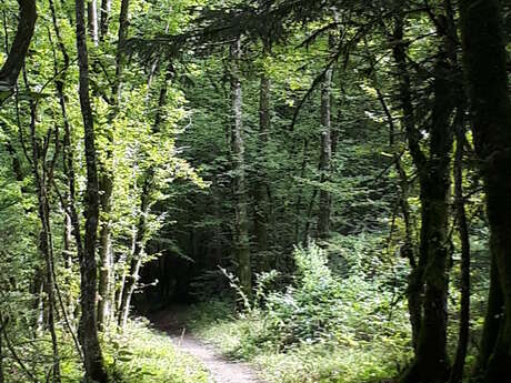 Circuit VTT feuillage