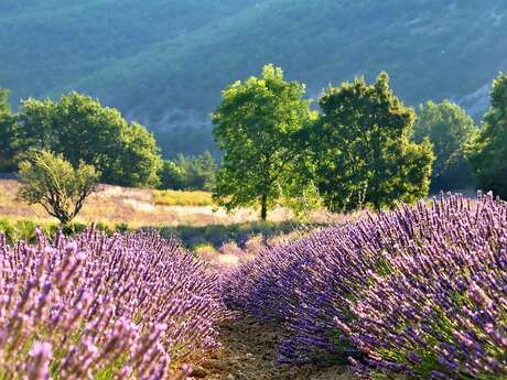 L’arbre, la haie : berceaux de biodiversité - balade naturaliste-conférence