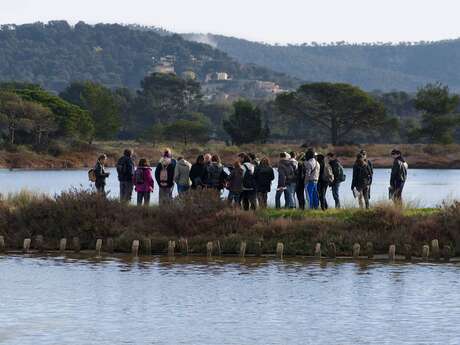Balade littorale et oiseaux marins aux Vieux Salins