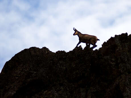 Guided walks - Chamois - Mountain Office Briançon