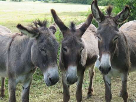 Les balades à dos d’ânes